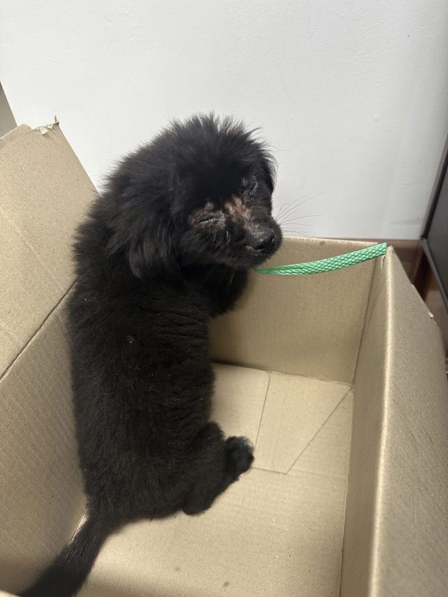 해남유기동물보호센터_446493202300165